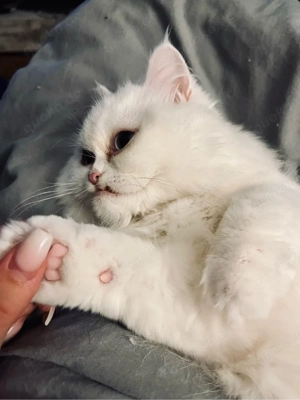 Zwei weibliche Perser Katzen abzugeben Bild 4