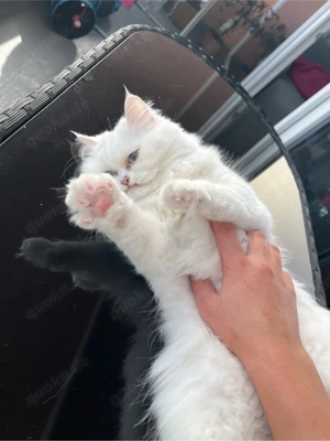Zwei weibliche Perser Katzen abzugeben Bild 2