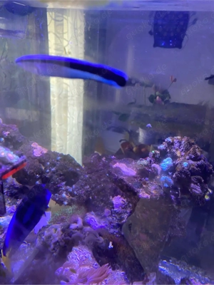 Blauer Lippfisch Meerwasser 