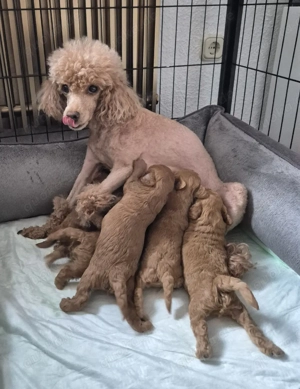 6 Reinrassige Toypudel Welpen 