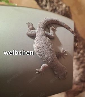 Afrikanisches hausgecko pärchen 