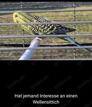 Wellensittich weiblich 