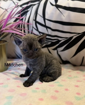 Wunderschöne Devon Rex Kitten suchen liebevolles Zuhause. Kein Liebhaberpreis!  