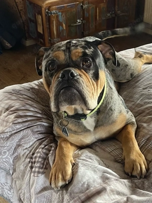 Buddy - anhänglicher, fröhlicher Old Englisch Bulldogge sucht festen Menschen für Abenteuer