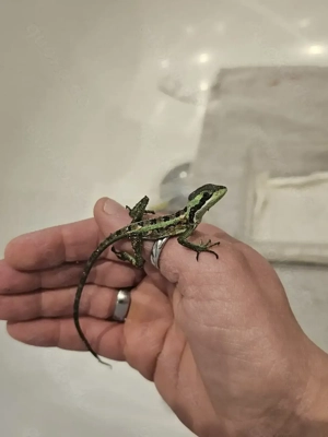 Kronenbasilisken - Laemanctus Longipes NZ