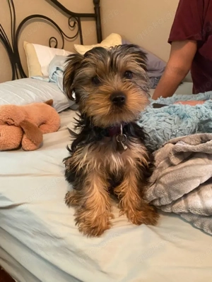 Wunderschöne reinrassige Yorkies   Reservierungen jetzt möglich