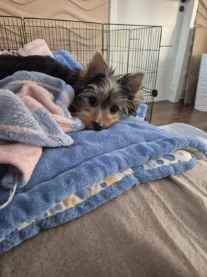 yorkshire terrier Welpen zum verkauf
