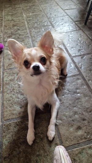 wunderschöner deckrüde kein verkauf 