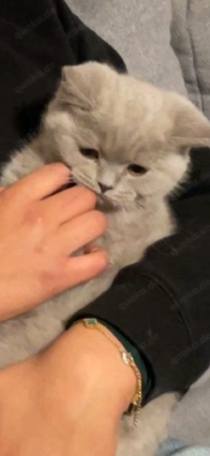 Bkh kitten ab 1 Mai abzugeben 