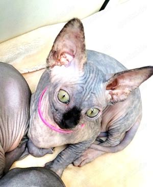 Sphynx Baby Prinzessin Mini