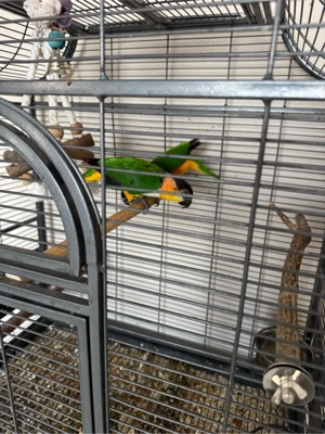 Weisbauchpapagei paar