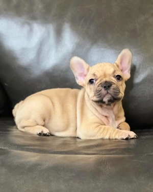 Französische Bulldogge