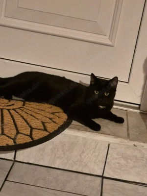 schöner kleiner kater
