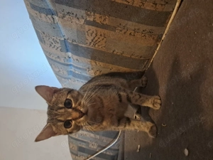 Katzen suchen neues Zuhause.  