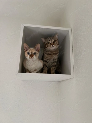 Luna und Yuki suchen ein zu Hause 