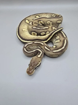 Königspython 1.0 Pastel Stranger pos d.h Clown Pied 