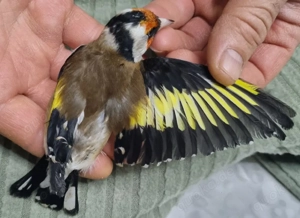 Zwei Männchen Stieglitz Vögel