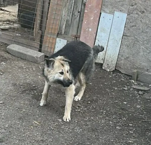 Marla, hübsche Junghündin sucht ihr Zuhause  Bild 4