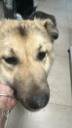 Marla, hübsche Junghündin sucht ihr Zuhause  Bild 6