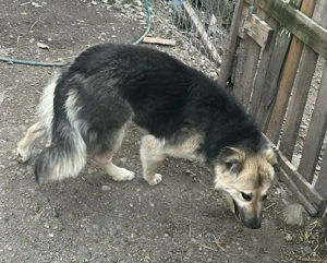 Marla, hübsche Junghündin sucht ihr Zuhause  Bild 3