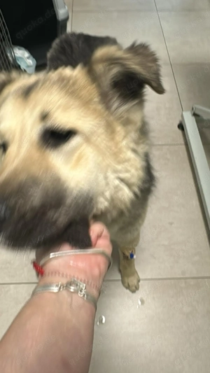 Marla, hübsche Junghündin sucht ihr Zuhause  Bild 7
