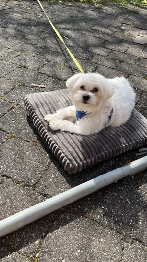 Malteser Bichon zu verkaufen