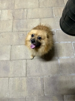 Zwergspitz mischling 