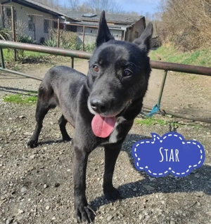 Star, lieber und braver Schäferhund Mix braucht dringend ein Zuhause