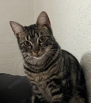 Katze sucht ein Zuhause (im Auftrag) kitten