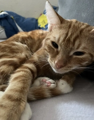 Zwei Katzen suchen ein liebevolles Zuhause Abgabe ab dem 20.05.2026