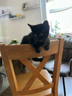 Henk sucht ein für lmmer Zuhause