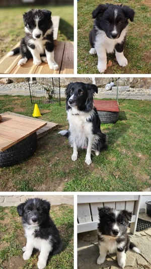 Border Collie Welpen 