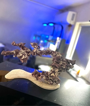 Meerwasser Riffgestein, Aquascape für Korallen