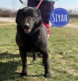 Siyah, Labrador Mix, lieb, sanft und freundlich möchte endlich ein Zuhause