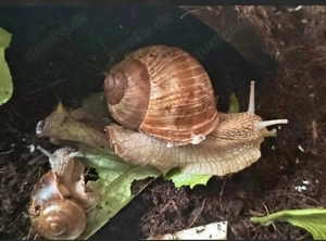 Weinbergschnecke Helix pomatia Schnecken 