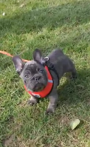 französische Bulldogge Welpe Rüde: Farbe Blue 