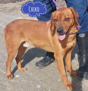 Chiko, wunderschöner Mischling, Labrador Bracke Mix