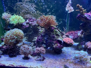 Meerwasser Aquarium Korallen Auflösung