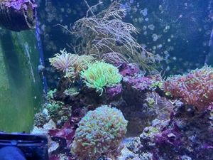 Meerwasser Aquarium Korallen Auflösung