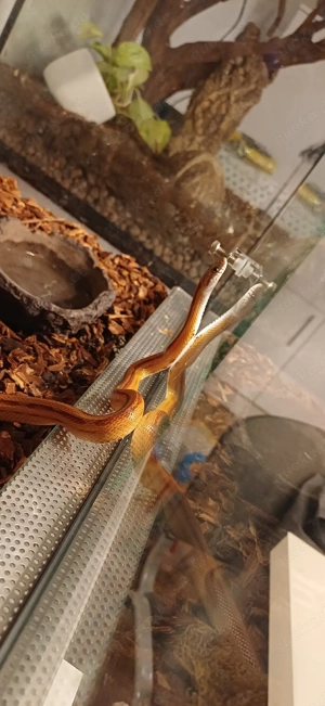 Verkaufe zwei Kornnattern inkl. Terrarium 