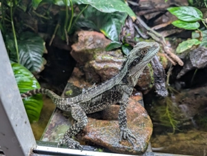 Australische Wasseragame Intellagama lesueurii reserviert Bild 2