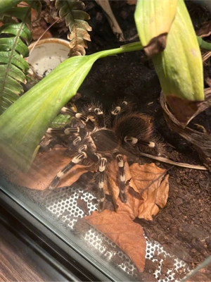 acanthoscurria geniculata