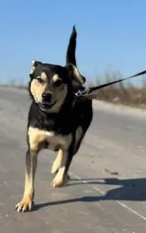 Claudius - war als Wachund ungeeignet - wurde vom Besitzer ins Tierheim abgeschoben 