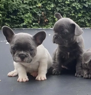 Französische Bulldoggen Welpen 