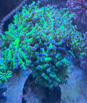 Meerwasser Euphylyia ca 7 Köpfe 