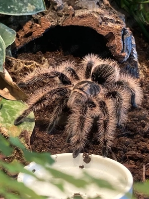 tliltocatl albopilosus