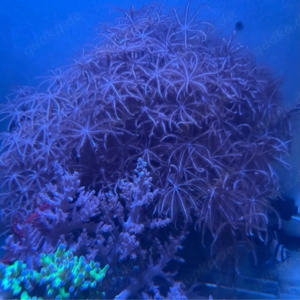 Meerwasser Koralle Stein groß ca 30 cm 