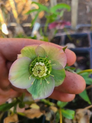 Lenzrosen zuverkaufen