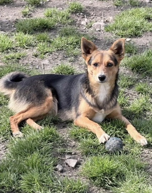 Kai ein bezaubernder kleiner Rüde. 