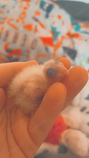 nymphensittich küken